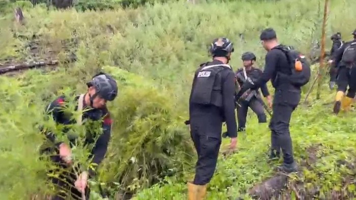 Bareskrim Bongkar Ladang Ganja 51,75 Hektare di Aceh, Tersebar di 26 Titik